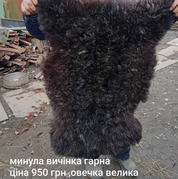 Баран козел круторогий шкури