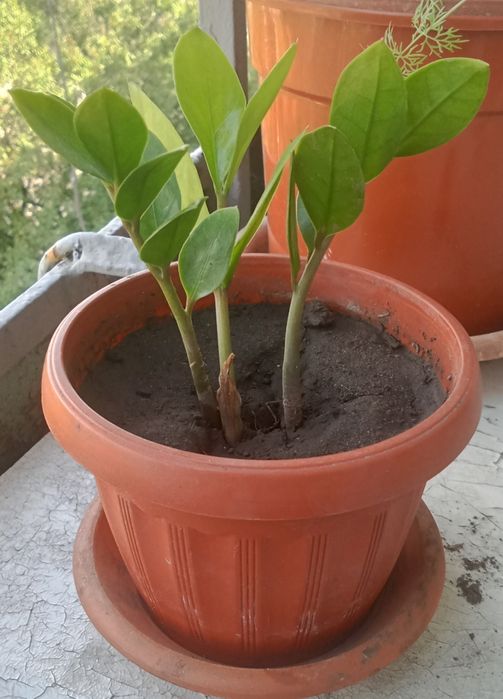 Замиокулькас (Долларовое дерево)