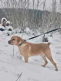 Roczny, aktywny Golden Retriever szuka domku