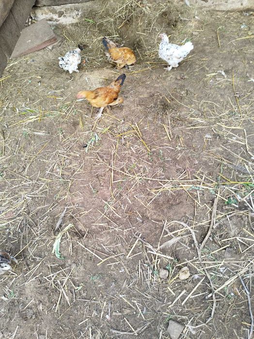 Małe kurki liliputki