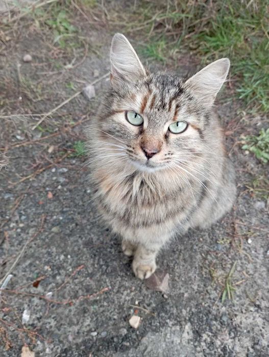 Віддам безкоштовно котиків