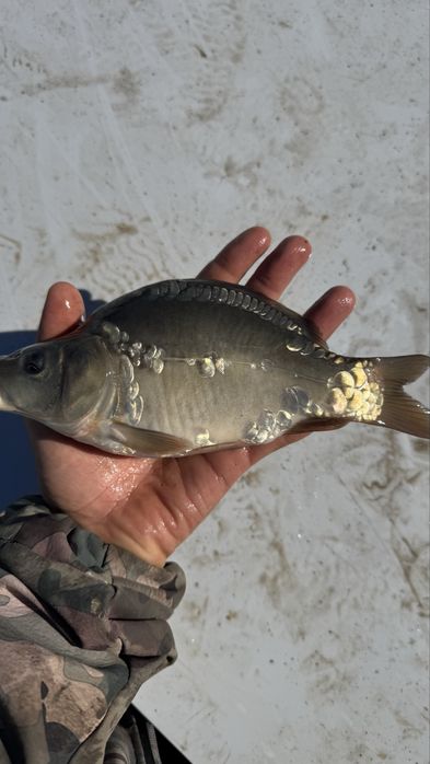 Продам живу рыбу карпа толстолоба белого амура