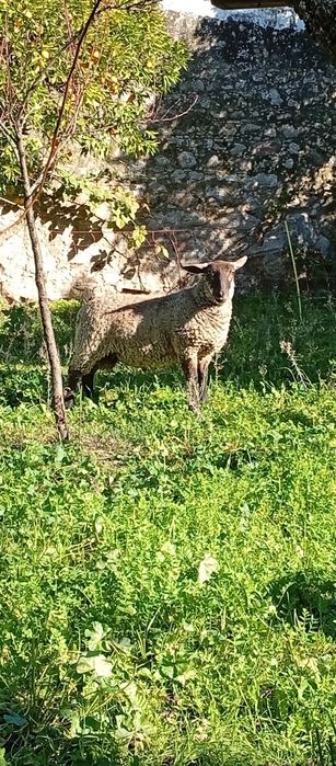 Borrego macho cruzado Suffolk