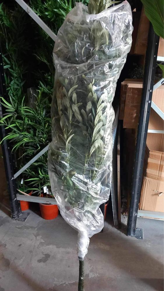 Oliveiras artificiais lindissimas com entrega