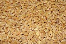 Pszenica paszowa 50 TON