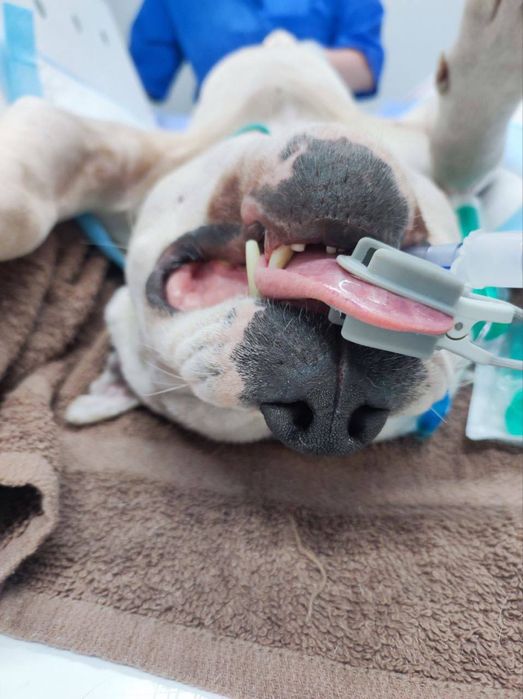 Ветеринар. Чіпування, Вакцинація, Паспорт | Офіційно і Швидко