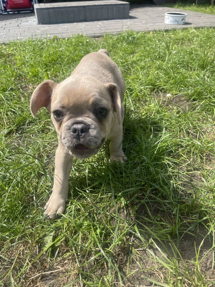 Buldog Francuski
