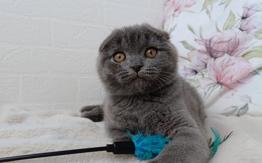 Клубна шотландська дівчинка