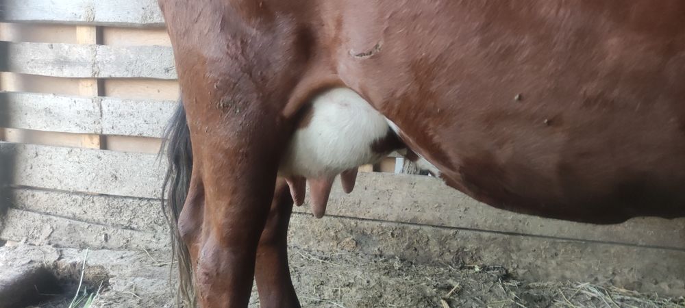 Продам корову на хозяйство
