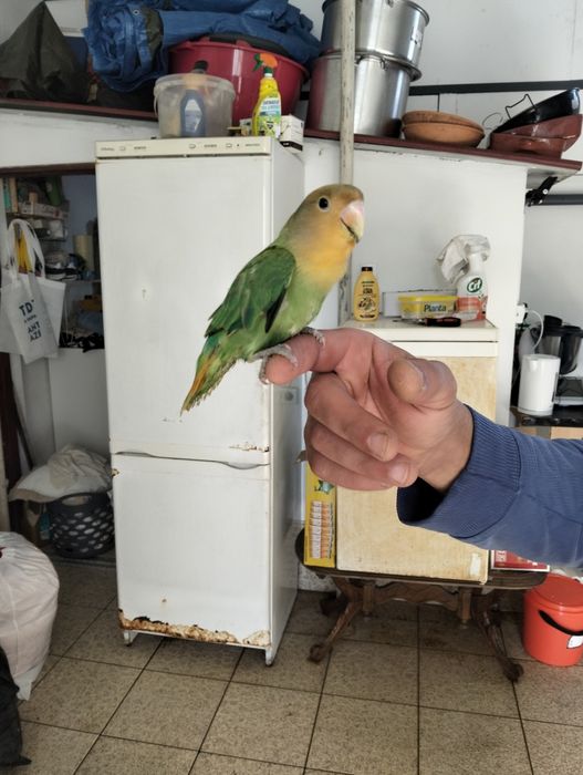 Agapórnis domesticados