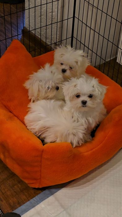 Maltańczyk dziewczynka