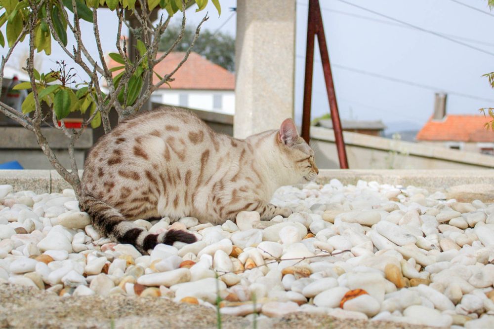 Gato bengal snow