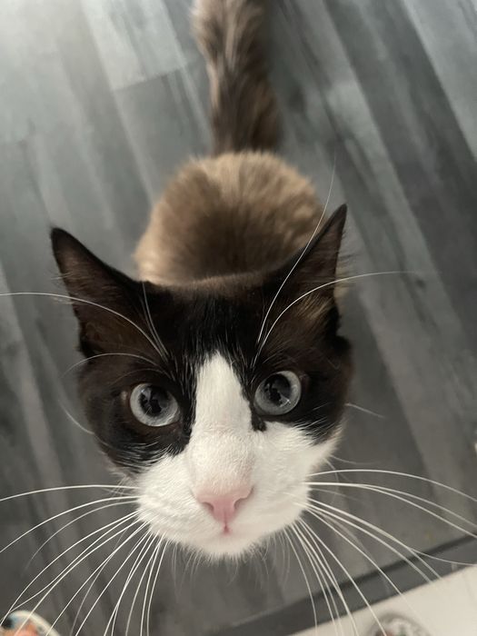 Doa se  gatinho muito docil