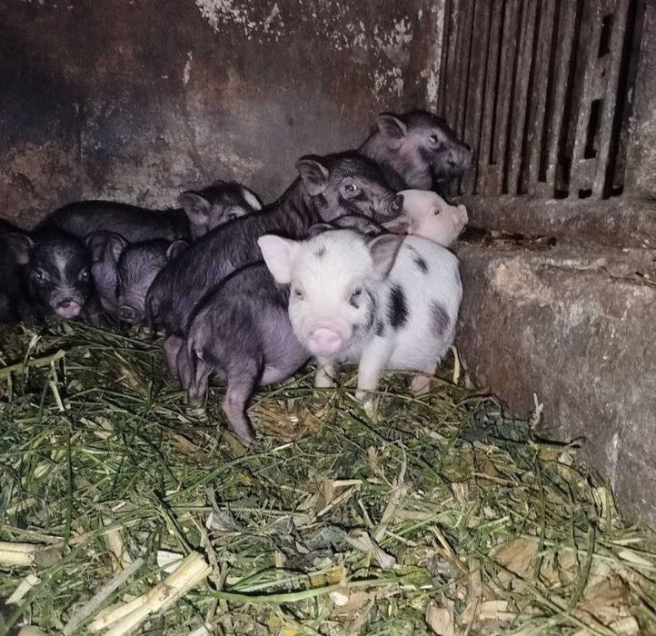 В'єтнамські поросятка поросята