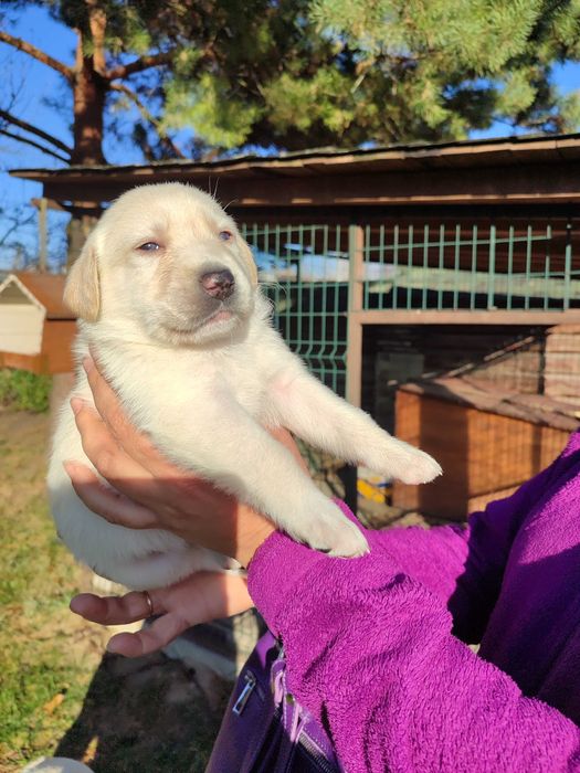 Чистокровні лабрадори , народжені 12,10,25, вартість чотири тисячі .