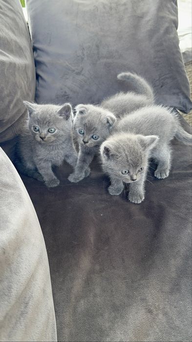 Кошенята Шотландські висловухі та Британські прямовухі