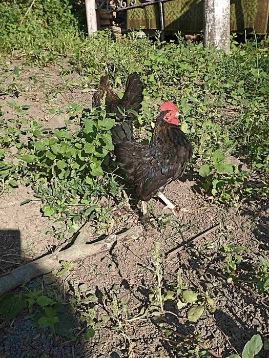 Продам півників  породи Бентам