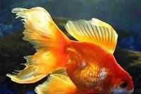 Золотая рыбка для пруда или аквариума