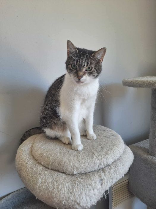 Piękna spokojna kotka CHMURKA do adopcji