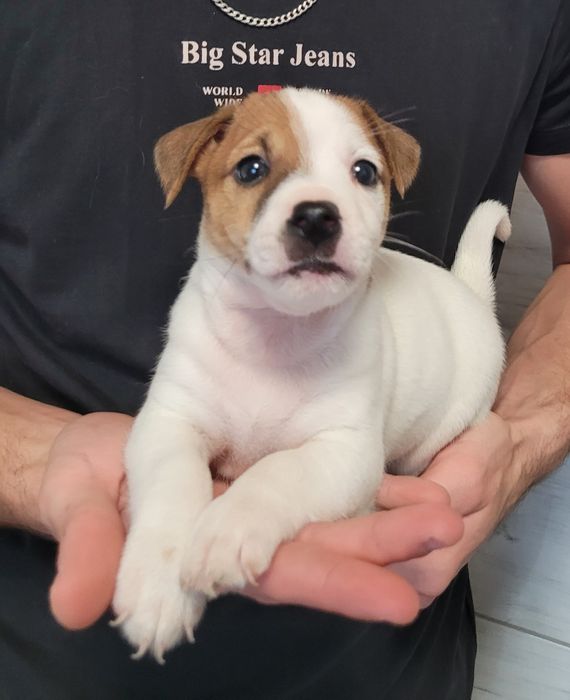 Jack Russell Terrier Szczeniak Zaprasza