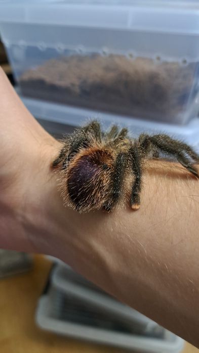 Versicolor, Juruenesis M2 - Dorosłe samice