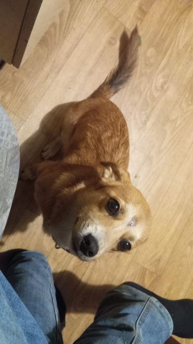 Oddam za darmo psa Wrocław  - roczną  suczkę