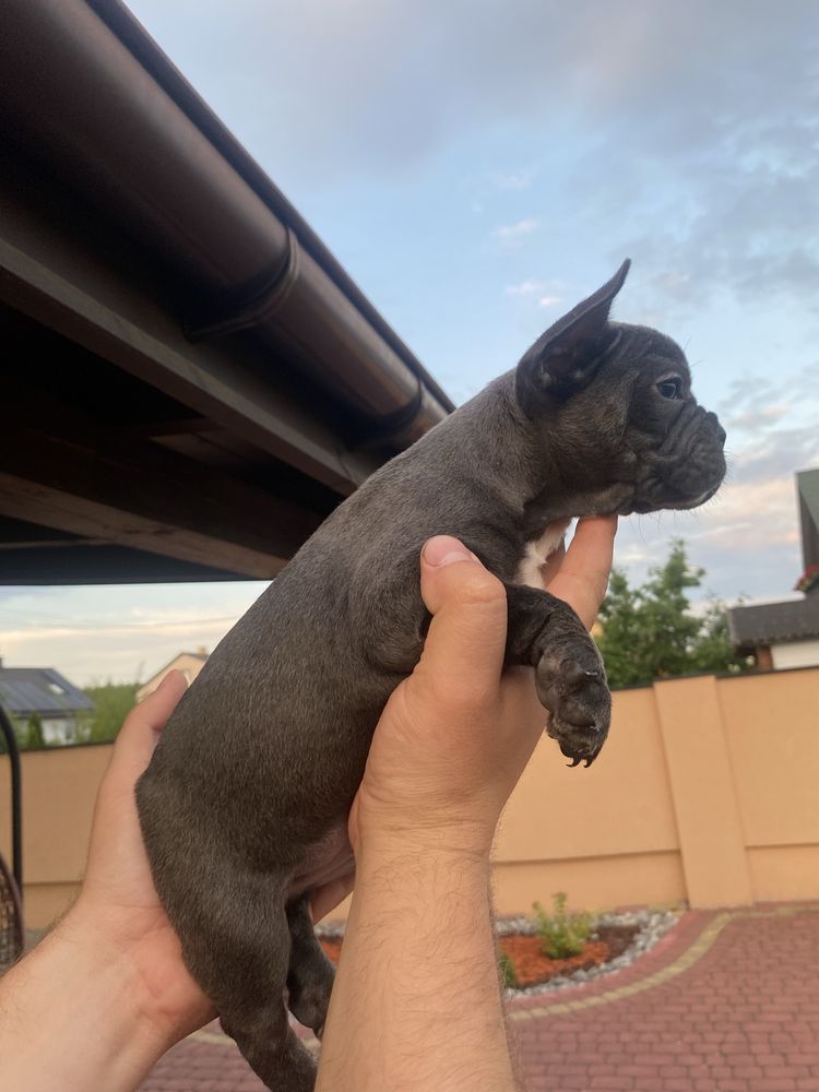 Buldog francuski piesek blue metryczka , czip, wyprawka