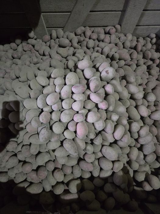 Ziemniaki 35-55mm odmiana Baltic Rose