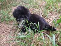 Sunia shih tzu gotowa do zmiany domu