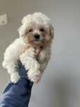 Maltipoo pudel toy do odbioru !!