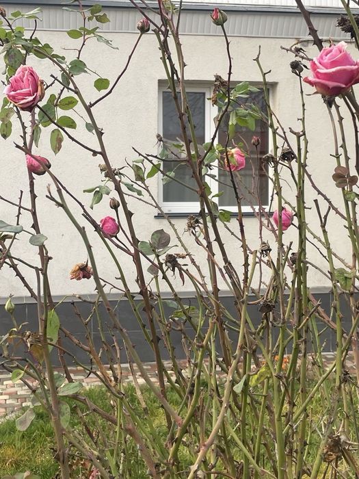 Здам часть дома район Крошні