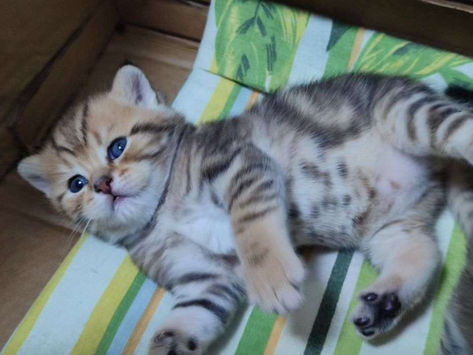 В'язка котів (кіт запрошує на зустріч)