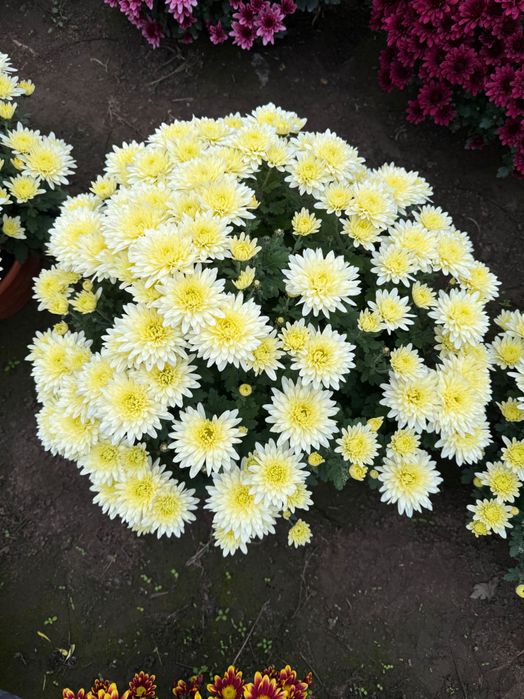 Chryzantemy drobnokwiatowe