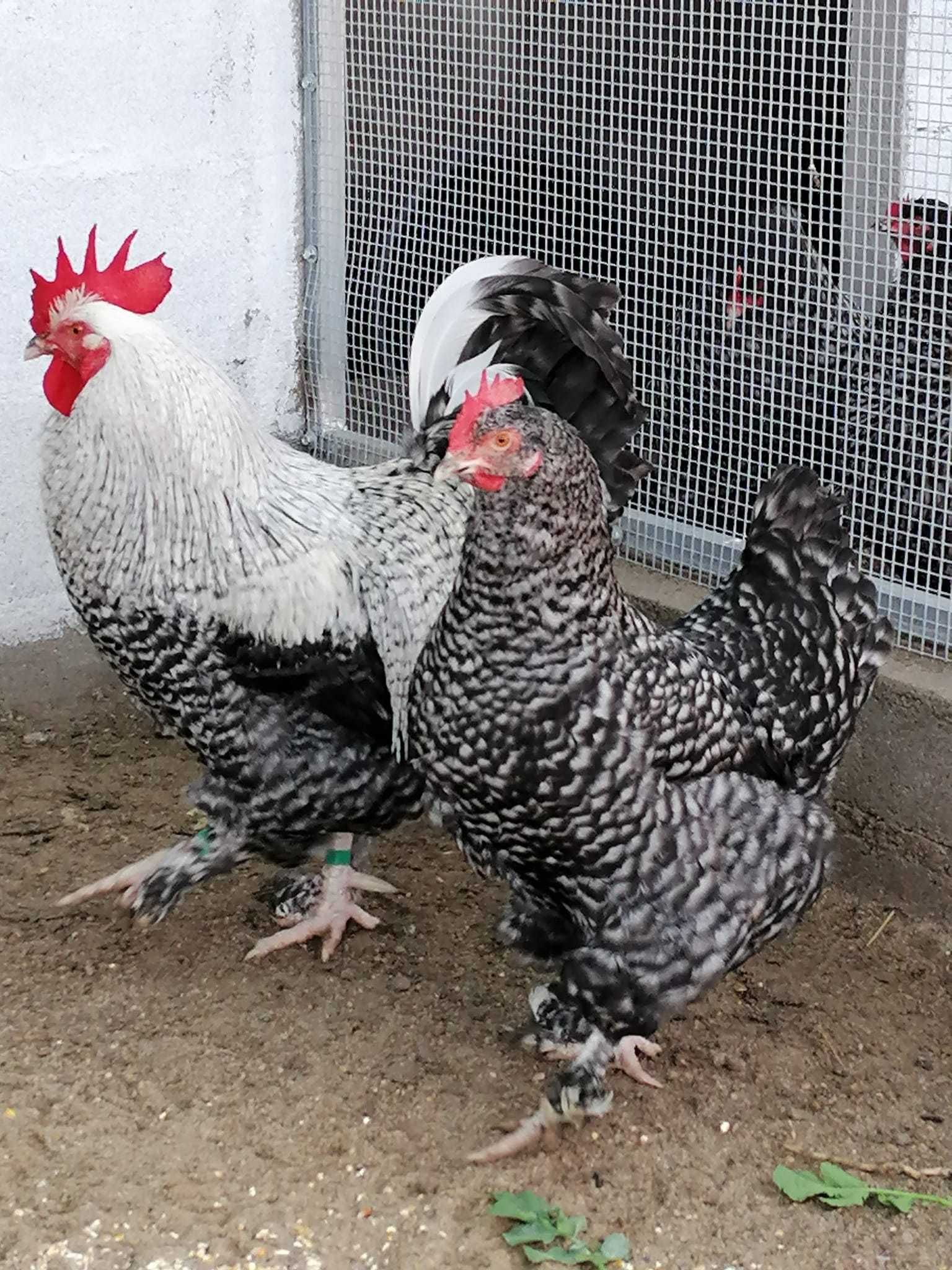 Galinhas pintos ovos de varias raças