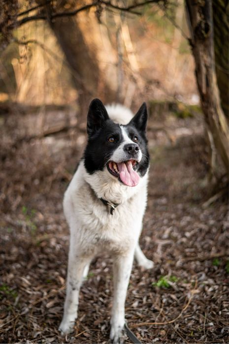 Piękny, mądry pies mieszkanki ras: Siberian Husky i Border Collie.