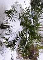 PALMA MROZOODPORNA
Trachycarpus Fortunei