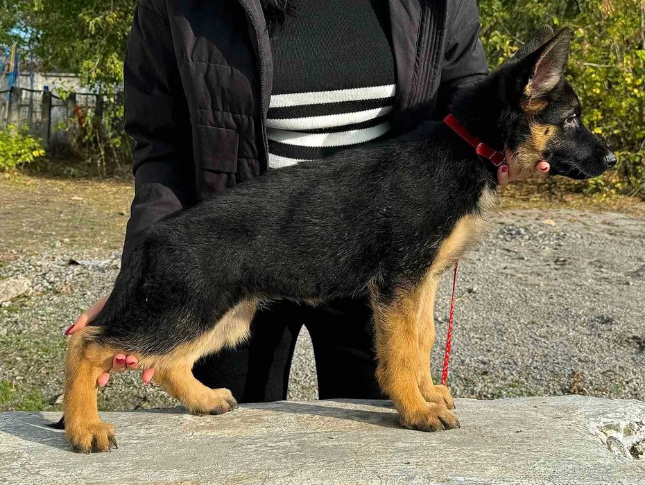 Цуценята німецької вівчарки