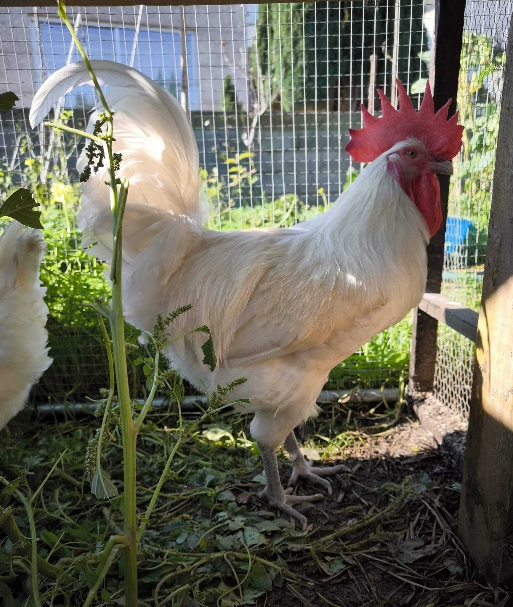 Ovos de galinha galados várias raças