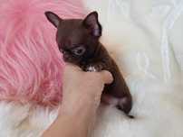 Chihuahua przepiękna trzymiesięczna mini czekoladowa dziewczynka