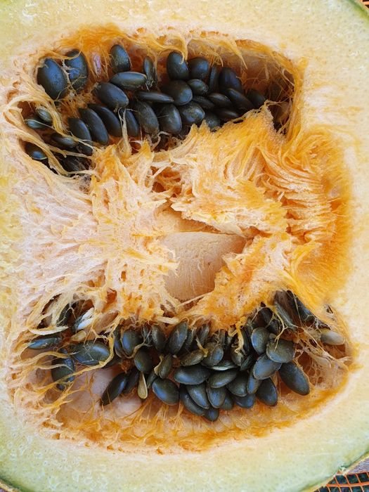 НАСІННЯ Голонасінного гарбуза