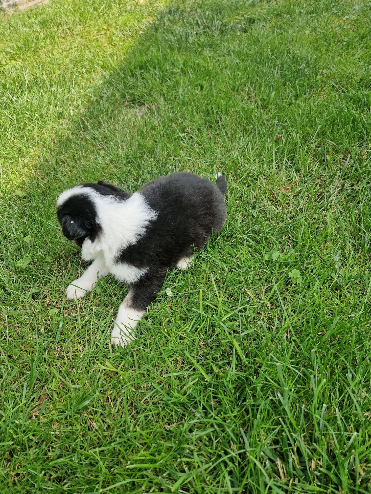 Szczeniak Border Collie
