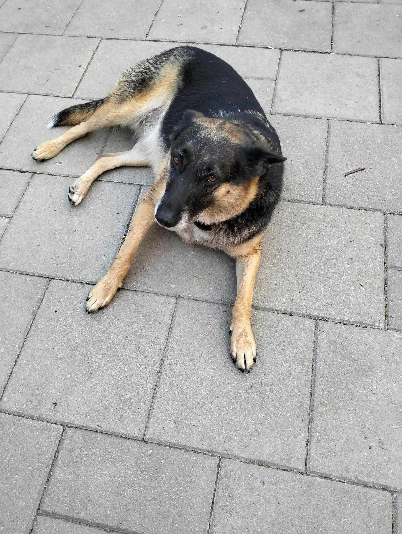 Luna , która straciła dom, wypatruje nowych ludzi do kochania