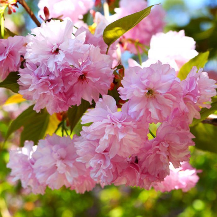 Саджанці декоративного мигдалю (рожевого) Роздріб-ОПТ/Саженцы миндаля