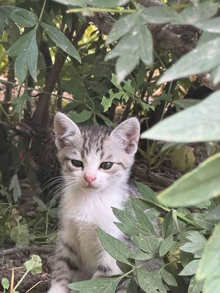 Віддам кошенят-дівчинки