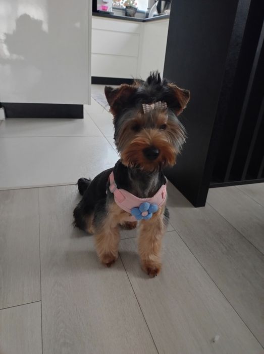 Oddam york 7miesiecy