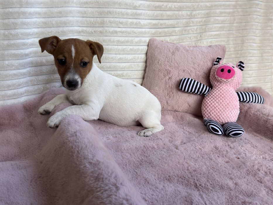 Jack Russell Terrier - sunia gotowa do odbioru
