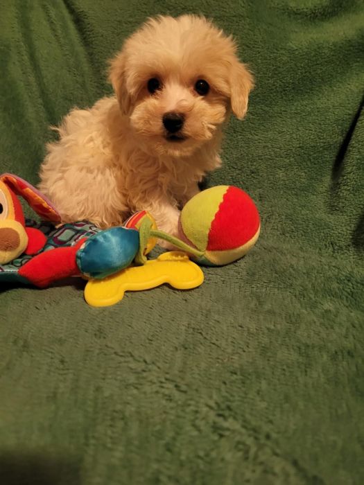 Maltipoo chłopiec Warszawa maltańczyk pudel