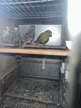 Canarios lizards e opalas