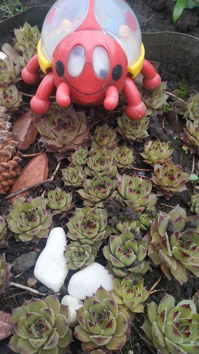 Хости, кам'яні рози, седуми, брунера, фізостегія та багато інших