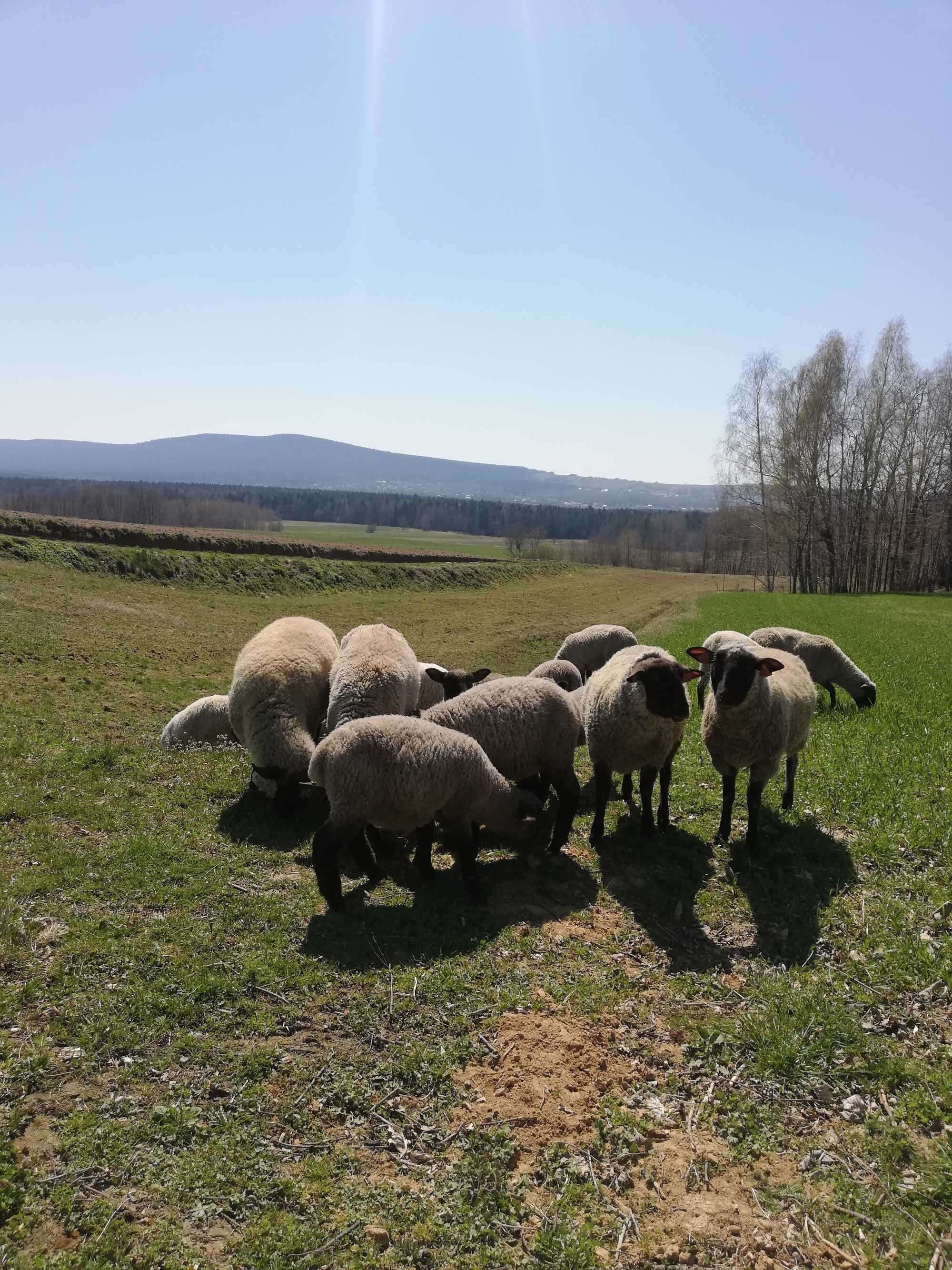 Czarnogłówki młode sprzedam 30/40 zł/kg żywca